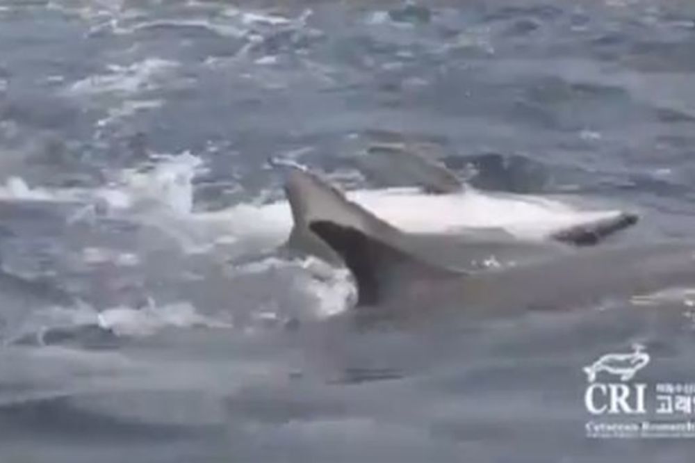 POGLEDAJTE: Delfini telima spasavali ženku
