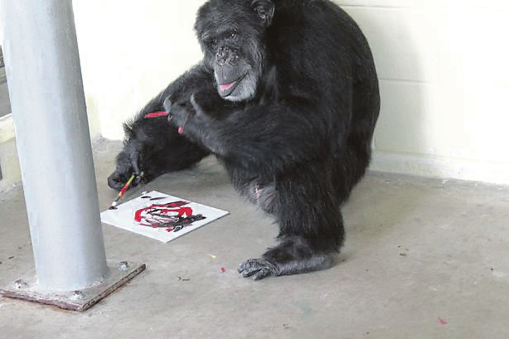 TALENAT: Šimpanzine slike za 100 dolara!