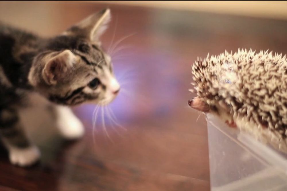 Drugari: Maca i ježić u ljubavi