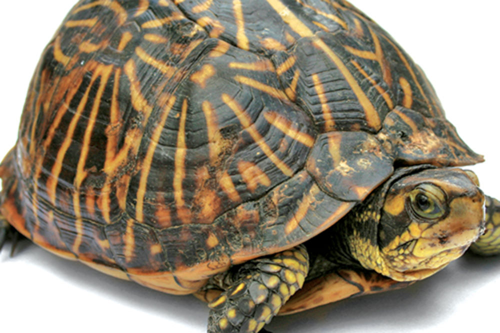 ODBRANA AERODOROMA: Kenedi se brani od najezde kornjača