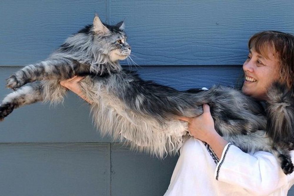 TUGA: Uginula najduža mačka na svetu