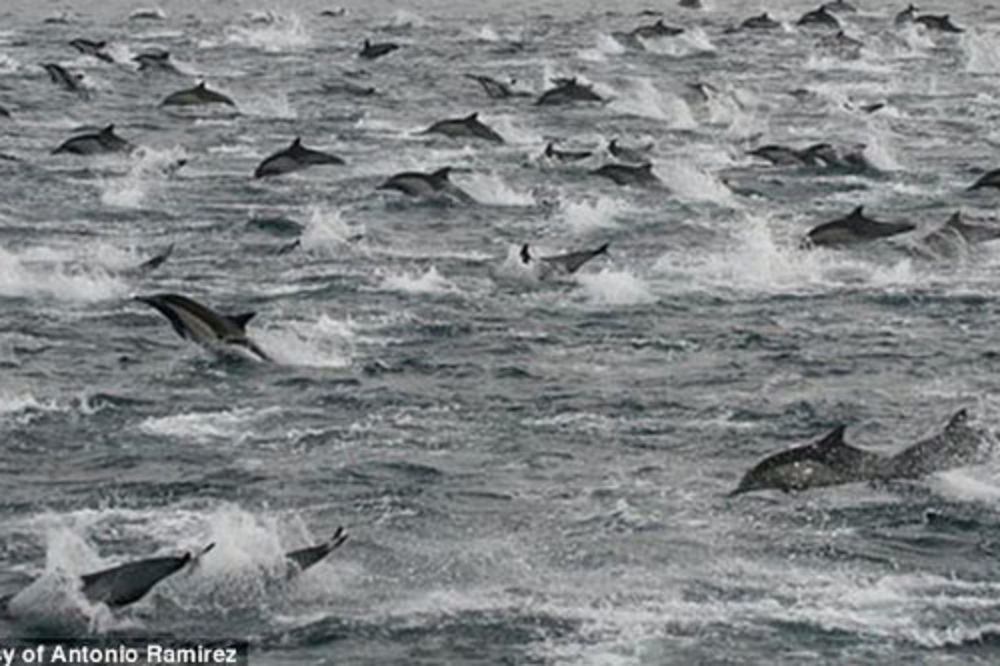 NEVEROVATNO: 100.000 delfina duž obale San Dijega