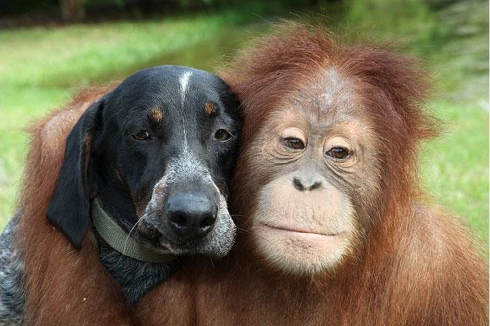 POGLEDAJTE: Najslađi primeri prijateljstva životinja