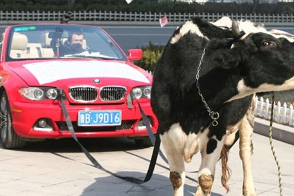 Džaba BMW kad ga krava vuče