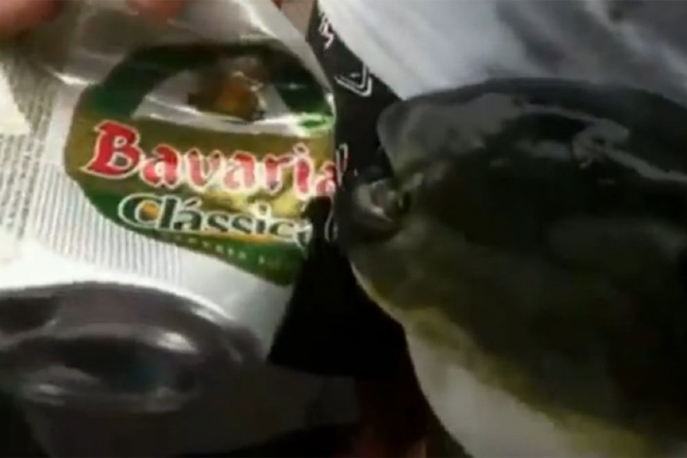 ANEMIČNA: Riba jede konzerve piva