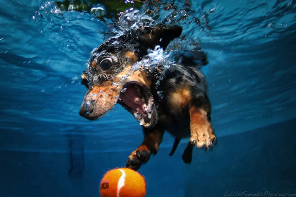HIT NA INTERNETU: Snimljeni psi pod vodom