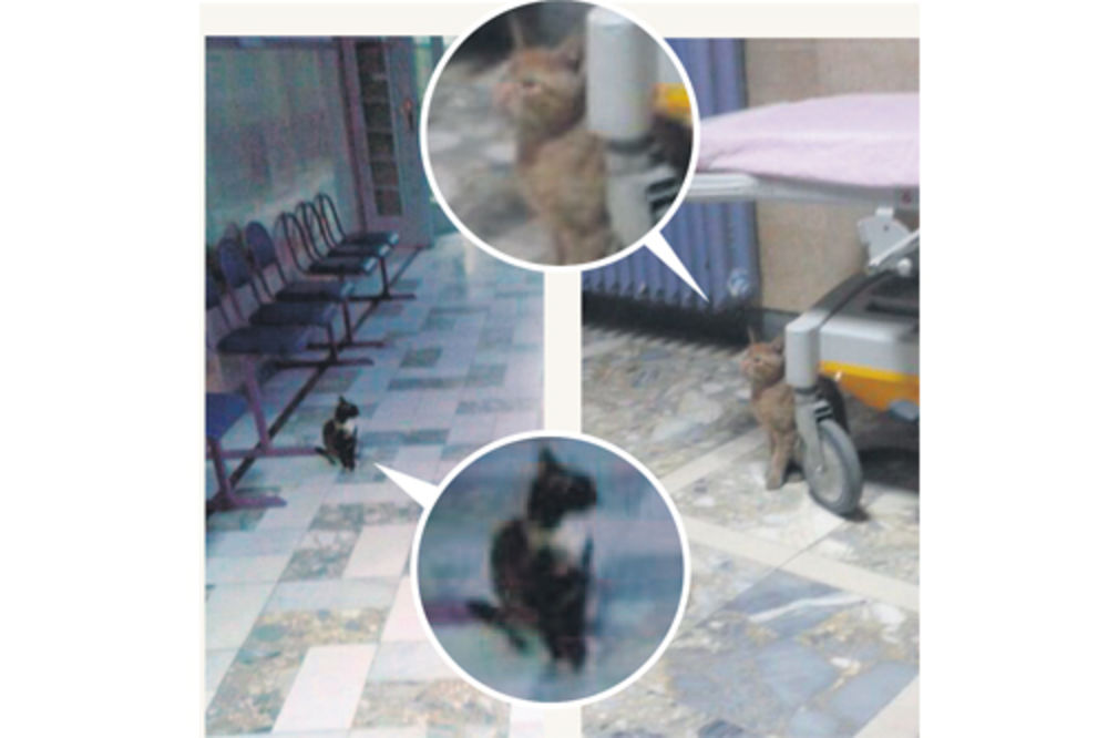Mačke šetaju po bolnici na Bežanijskoj kosi