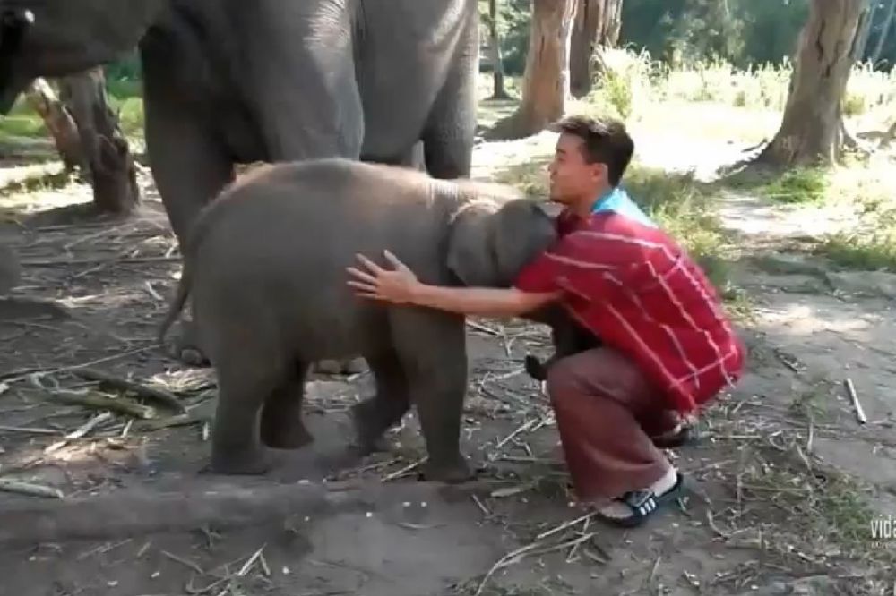 UMILJATO: Beba slonče obožava da se mazi!