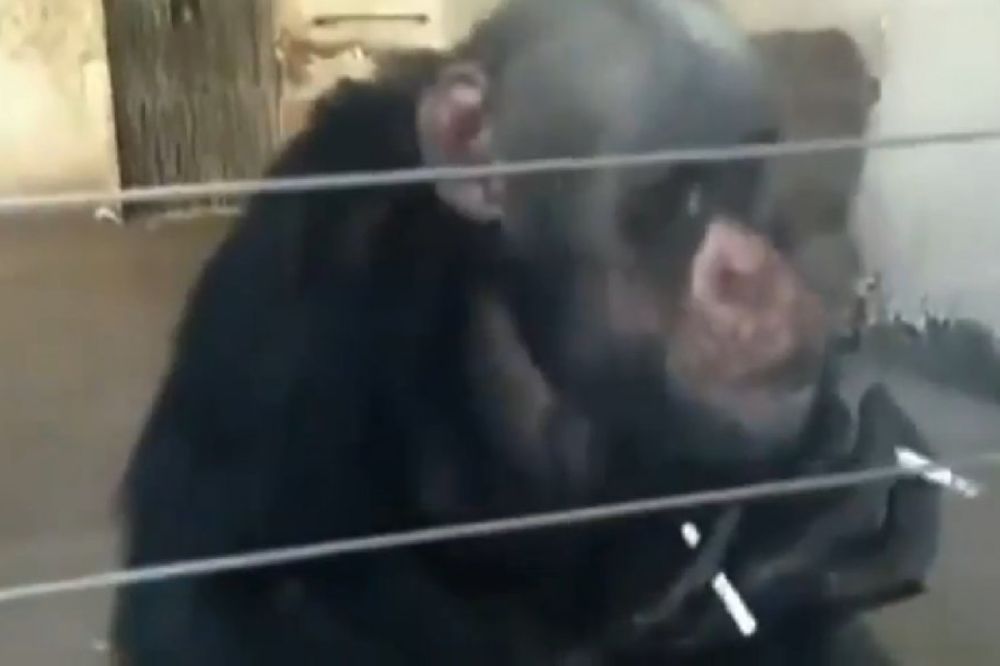 ZAVISNIK: Šimpanza puši dve cigarete odjednom