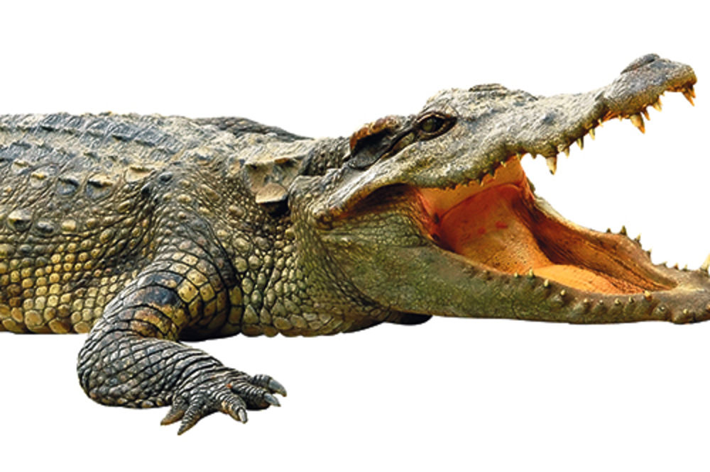 Krokodil teroriše turiste u Španiji