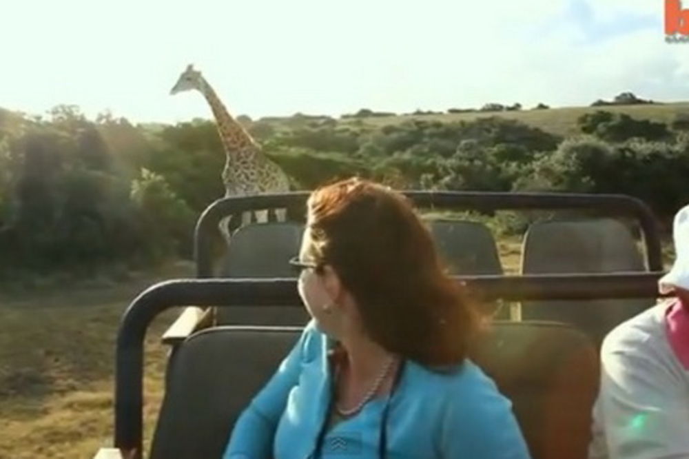 Ljudi, bežimo, juri nas žirafa!