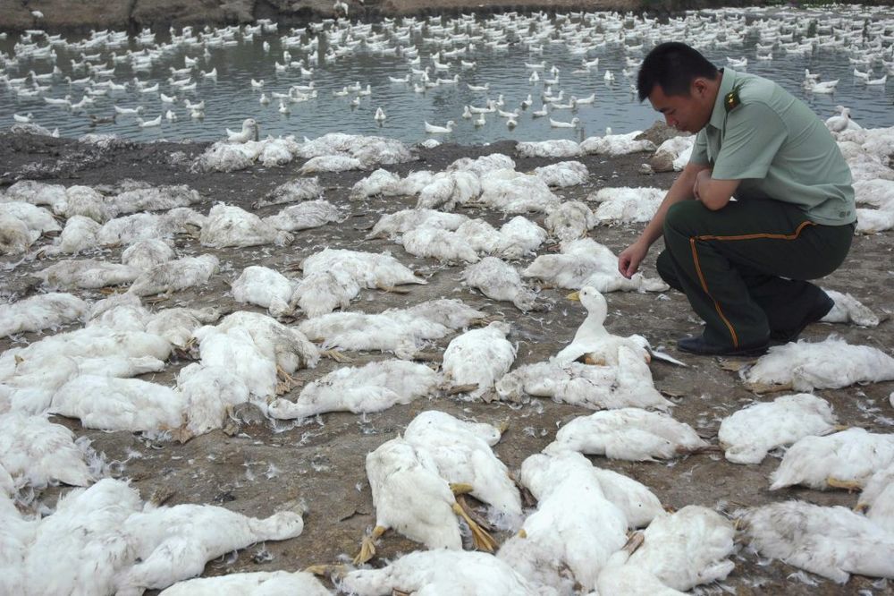 POMOR: Posle svinja Kinom plutaju mrtve patke