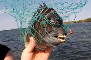 HOROR: Upecao ribu sa ljudskim zubima