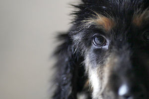 ŽIV SEČEN: Pronađen pas sa odsečenom šapom i povređenom lobanjom