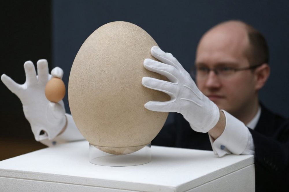 OMLET ZA CELU PORODICU: Džinovsko jaje od 45.000 dolara!
