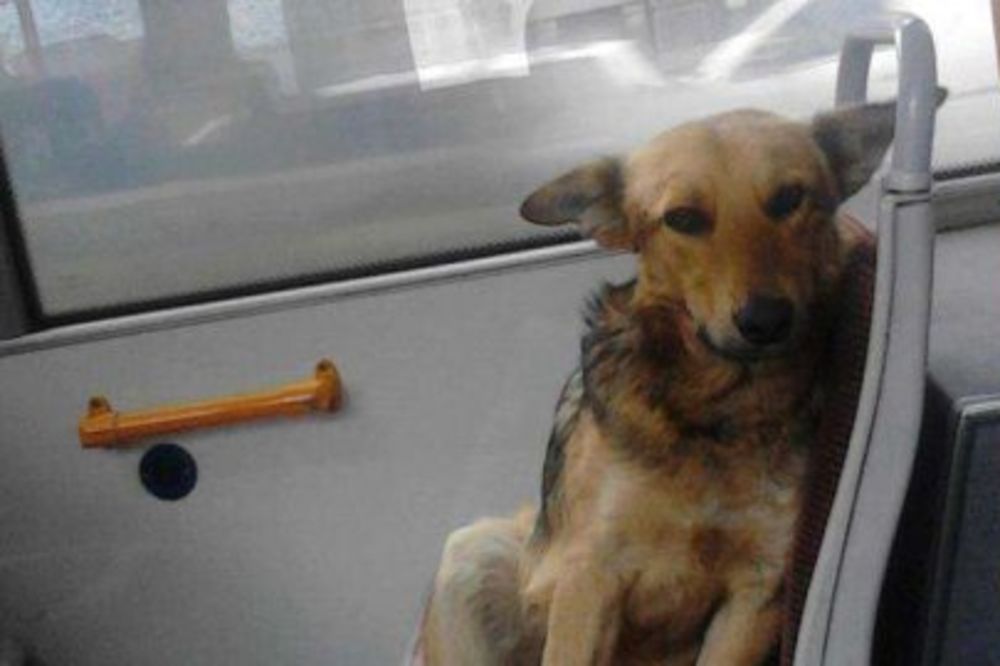 Pas koji voli trolejbuse pronađen u Mladenovcu