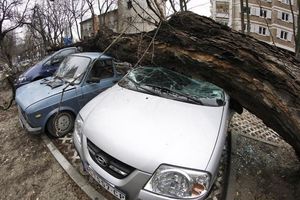 UNIŠTEN AUTO: Tuži grad zbog pada drveta