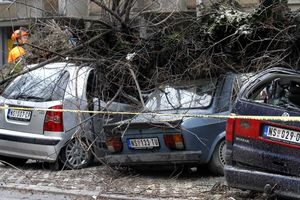 Novi Sad: Vetar oborio stablo, smrskani automobili