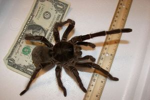 DŽIN: Tarantula sa rasponom nogu od 20 centimetara!
