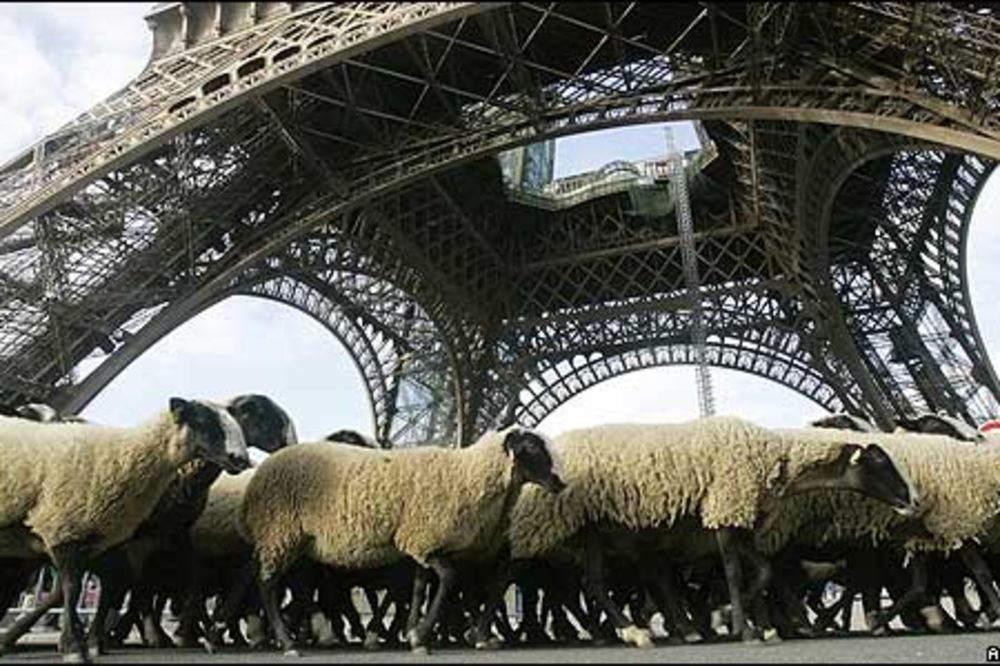 IZUM: Ovce šišale travu usred Pariza