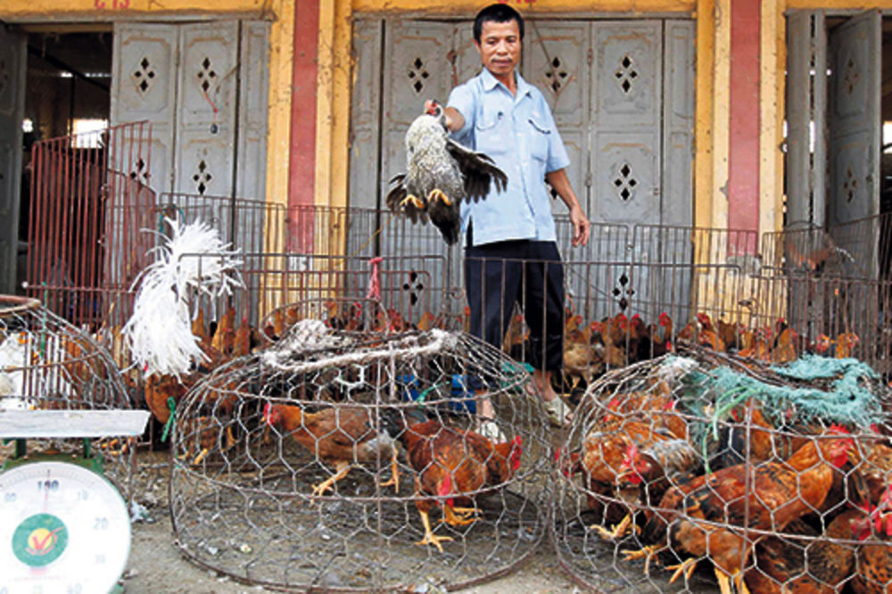 PREVENCIJA: Zbog najnovijeg gripa poklano 20.000 ptica