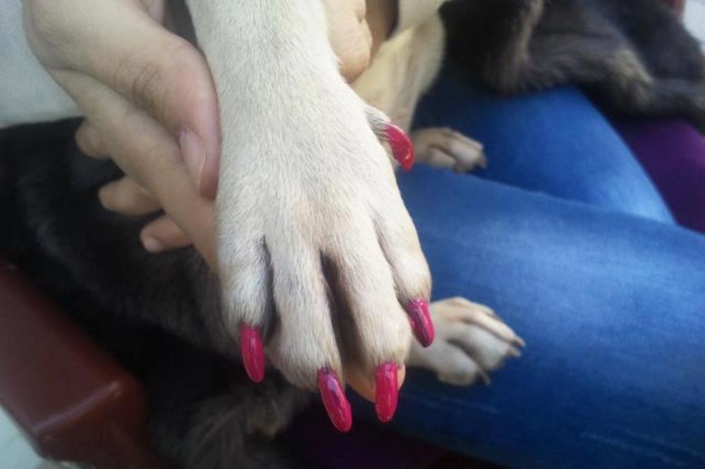 LUDILO: Sarajka nalakirala nokte psu!