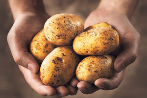 ALARMANTNO: GMO krompir napravljen u Beogradu