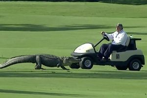 NEOČEKIVANI GOST: Aligator prekinuo golferski meč
