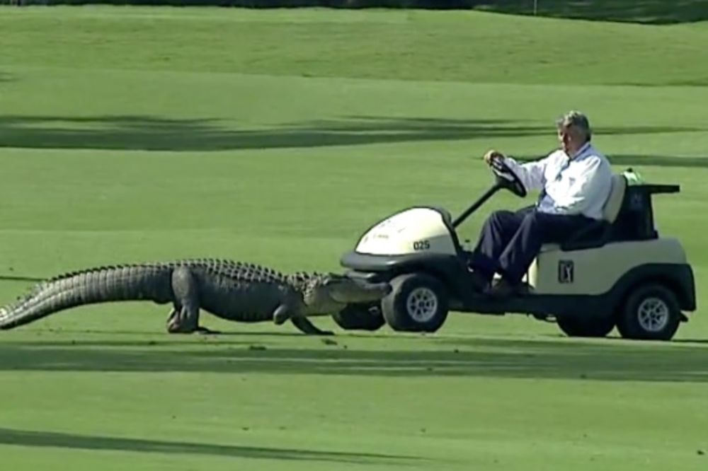 NEOČEKIVANI GOST: Aligator prekinuo golferski meč