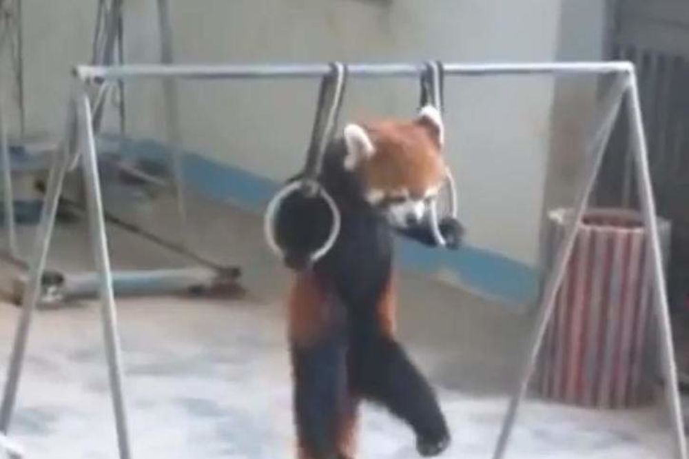 Pogledajte kako crveni panda radi zgibove