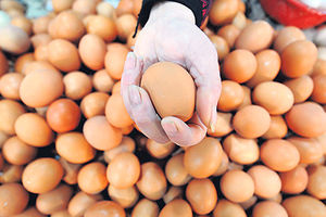 BEZ PREDAHA: Vredne koke u PKB snele više od 6,3 miliona jaja