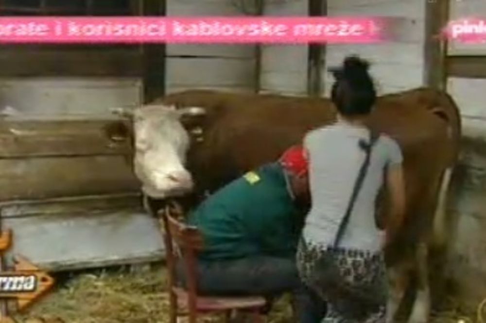 Dule učio Staniju da muze kravu