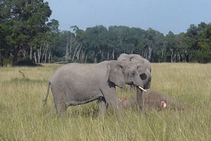 DIRLJIVO: Slonče pokušava da oživi majku!