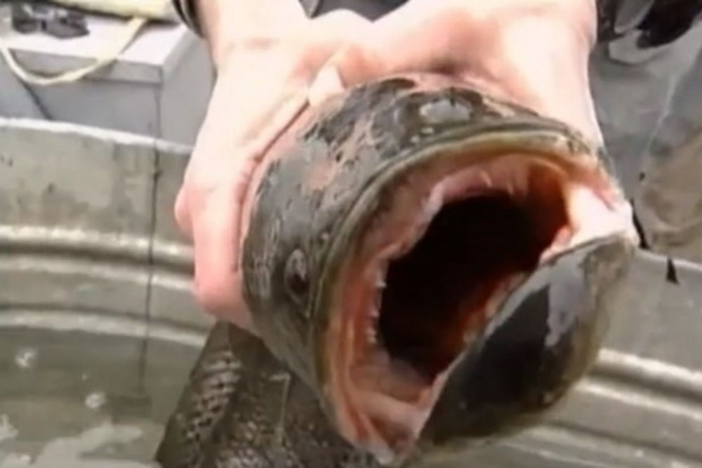 ČUDOVIŠTE: Riba Frankenštajn danima teroriše Njujork!