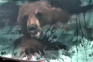 VIDEO: Amerikanac zatekao medveda u kamionu!