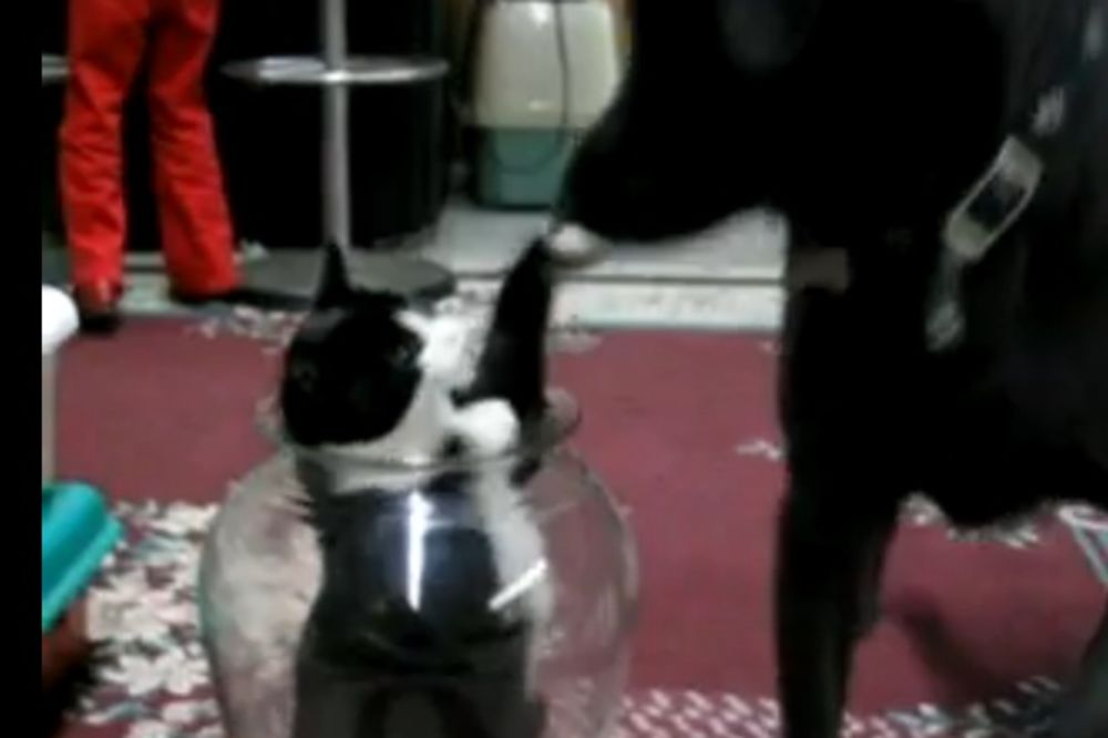 TAKTIKA: Mačka se sakrila u vazu i odatle išamarala psa