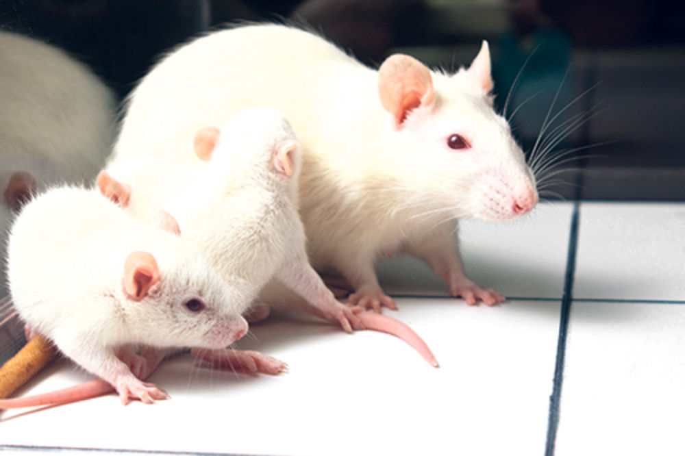 Miševima ugradili lažno sećanje u mozak!