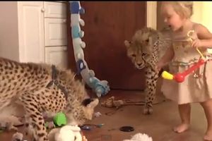 DRUGOVI: Brat i sestra (3) žive sa gepardima!