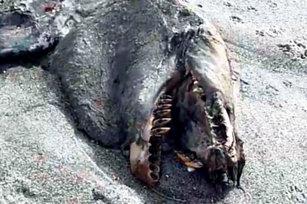 Morsko čudovište nađeno na Novom Zelandu