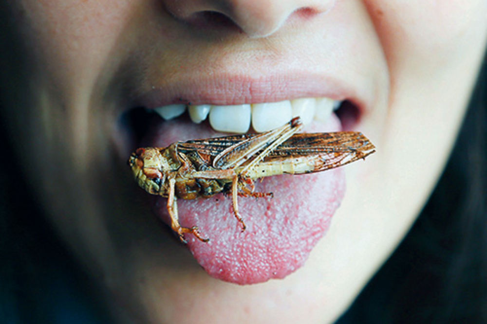 BIZARNO: Ljudi, jedite skakavce, gusenice i mrave!