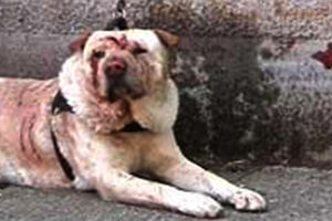 HOROR NA DORĆOLU: Pas izujedao prolaznika i njegovog psa!
