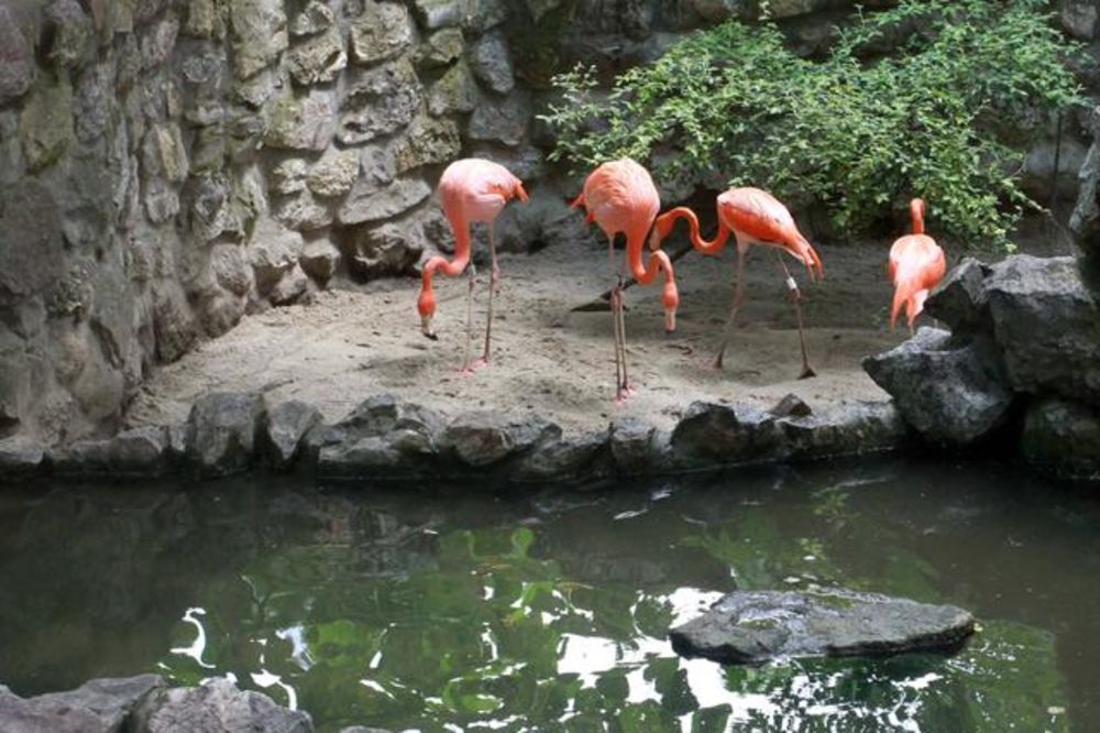 ROĐENDAN: Beo zoo vrt slavi 77 godina postojanja