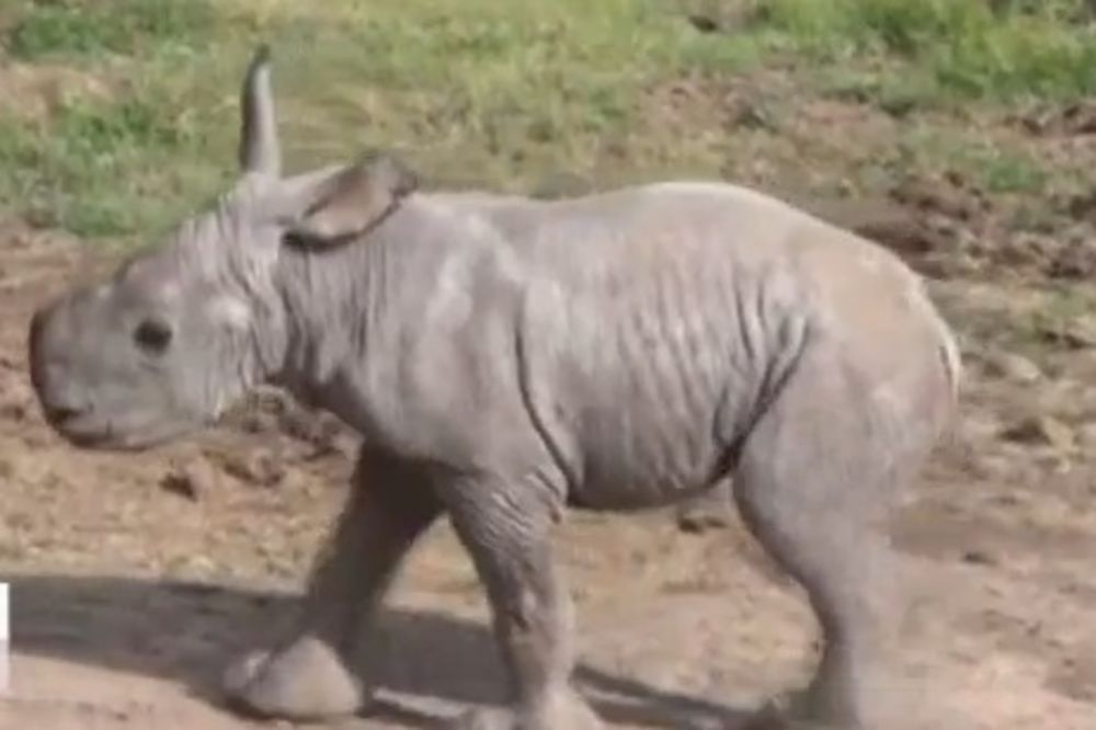 REDAK PRIZOR: Pogledajte mladunče belog nosoroga!