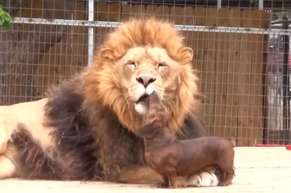 DRUGARI: Jazavičar pomogao lavu da očisti zube