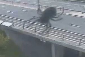 NEMOGUĆE: Džinovski pauk na auto-putu