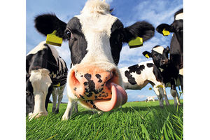 SELO U TRI DRŽAVE: Multietnička trava za krave!