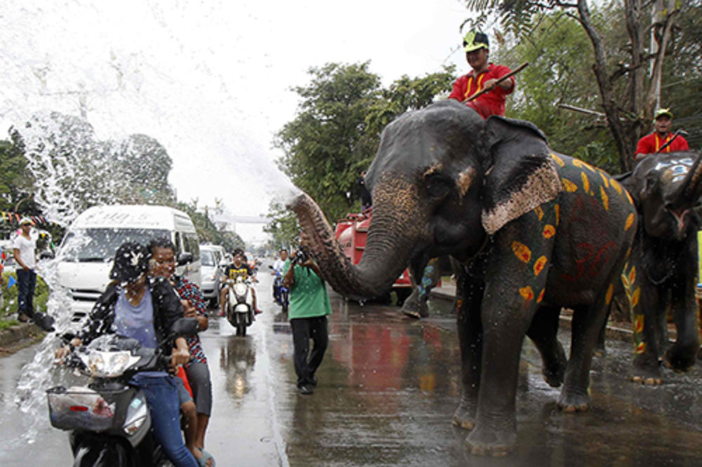 Slon ubio turistkinju, pa mu skratili kljove zbog uroka