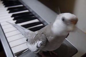 ČUDESNO: Nimfa zviždi uz klavijature!