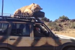 SIJESTA: Tigar zaspao na krovu džipa