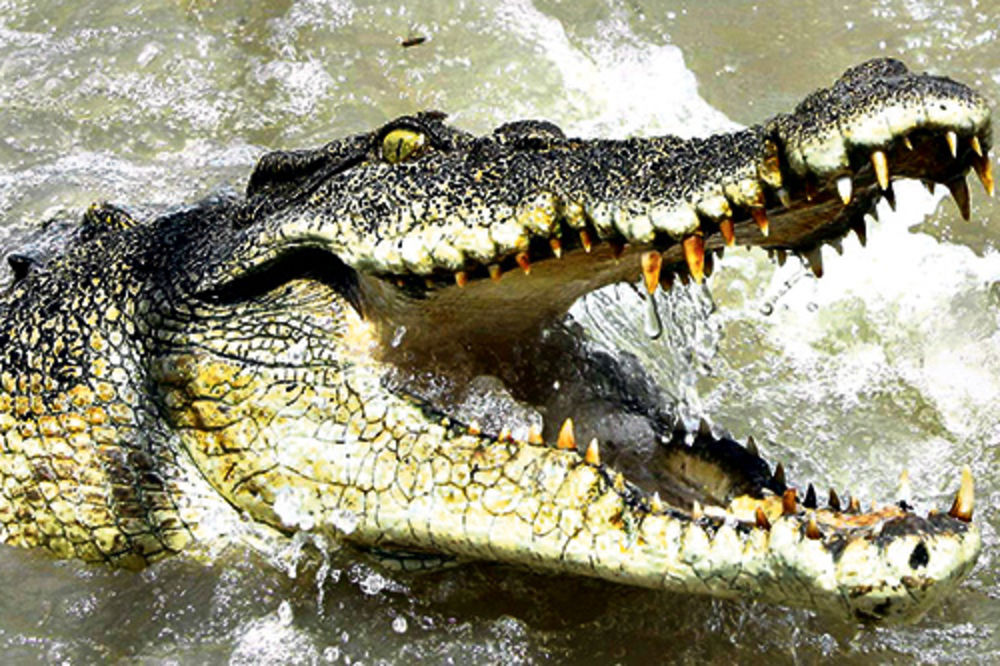 NESREĆA U CIRKUSU: Žena od 120 kg pala na krokodila!